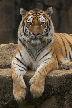 0ce4n-g0d:  one of the most beautiful animals | Valerie