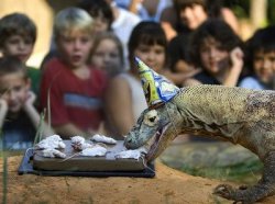 birthdaycakesforanimals:  ‘Krakatoa, a 75-pound, 7.5-foot long Komodo Dragon, celebrates his eighth birthday with fellow eight-year-olds from R.B. Hunt Elementary School at his enclosure at the St. Augustine Alligator Farm and Zoological Park in St.