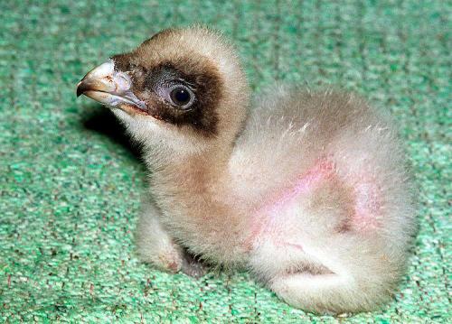 rynnay:  fandomslutcakes:  soloontherocks:  pigeonfancier:  soloontherocks:  BABY BEARDED VULTURE, GUYS BABY BEARDED VULTURE  i love how bearded vultures are cute chicks and then they turn into this   You mean they turn into MAGNIFICENT WINGED DRAGONBEAST