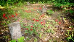 Destroyed-And-Abandoned:  Abandoned, Overgrown Graveyard - Chestnut Ridge, South