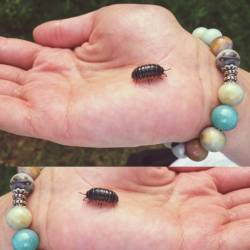 Little #bug 😊😊 #woodlouse #insect #hand #spring #creepycrawly #accessories
