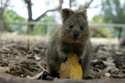 jyhuang:  buzzfeed:  Oh. My. Goooddddddd. This animal is called a Quokka and it is the happiest thing on the planet.  looks like a squirrel! 
