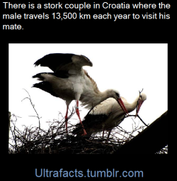 ultrafacts:Malena and Klepetan, two storks from the Croatian town of Slavonski Brod, became the symbol of marital happiness and mutual care. Every year, thousands of people eagerly wait for the two to reunite.These animals have a rather unique lifestyle.
