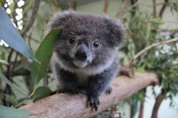 aperfectpalindrome:archifist:wolverxne:Archer - photos by: { Featherdale Wildlife Park }BABY FUZZBOMB  OH MY GOD YOU PRECIOUS FLUFFBALLS