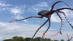 missfluffyfloofs:boredoom:sixpenceee:This giant octopus kite is amazing. I found this gif here. IS THIS A FUCKING KITE@vergessOMG best kite X3