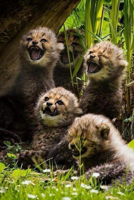 Porn pleatedjeans:  30 Big Cats Caught Being Adorable photos