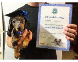 awwww-cute:Burrito is 100% graduated from Puppy Pre-school and 0% impressed with the hat I made for the occasion  Lmao Dude!  Puppy Pre-School?!  I like the name, Burrito. lol