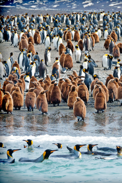 waasabi:  Antarctica #2 by Max Gandhi