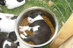 inspector-pervert:  quecaigaelsistema:  milkywaywhite:  Dogs falling asleep in their food    The best photoset I have ever seen a direct window into my soul 