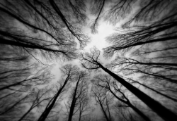 nubbsgalore:  barren trees revealing fractal
