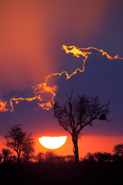 tect0nic:  Sunset in Kruger by Mario Moreno