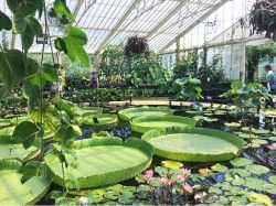 loserplantgirl:  i wanted to lay on the lillypads