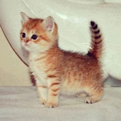 If @raeraeinstagraham was a kitten&hellip;. Oh yah, I found her. Haha 