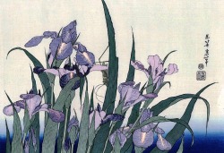 dappledwithshadow: Irises Hokusai, s.d. Van Gogh, 1890 