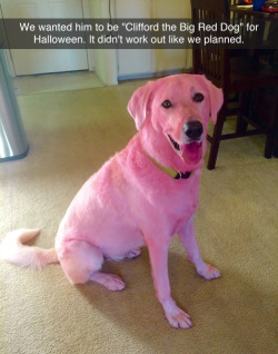 tastefullyoffensive:  &ldquo;We used professional dog hair dye. Unfortunately we didn’t know until after we finished dyeing him that someone had switched the labels for firetruck red and hot pink.&rdquo; -polarbearpuppy 