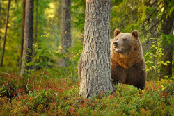 fuck-yeah-bears:  Bear / Orso bruno by Danilo Ernesto Melzi