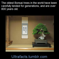 ultrafacts:Trees can grow for thousands of years. Bonsai trees, if well kept, can also become very old. Some of the oldest bonsai in the world are over 800 years; the result of many generations of patience and hard work.  Fun fact: The tree above is