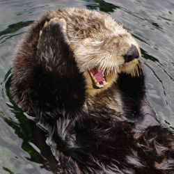 Thefluffingtonpost:  Otter Files Noise Complaint Over Neighbor’s Party An Otter