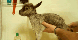 p0king-sm0t:  dolly-kitten:  SCRUB DUB DUB GOAT IN A TUB  How can you not reblog a soapy baby goat 