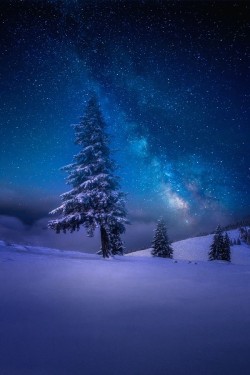 radivs:  Winter Star by Wolfgang Moritzer