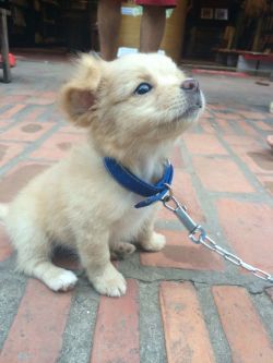 awwww-cute:  A friend was travelling through Laos and Vietnam and met this little fella 