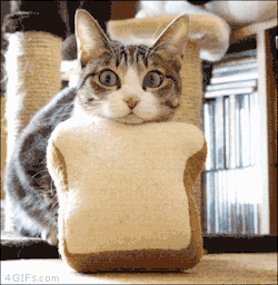 4gifs: Launching Catbread missile in 3…2…1…[video]