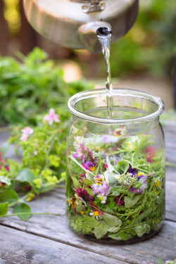 sunsetmag:  Grow Your Own Herbal Tea Garden (📷 Rachel Weill) 