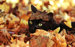 wickedwitchling:  bookofoctober:    Buried in the Leaves by Matt White     Omg so cute yaaaassss 