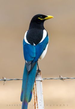 jads-abum-rat:  letsgowild:  Yellow-billed Magpie Found only in California’s Central Coast and Central Valley  I loved watching these birds while I did stuff at Davis. 