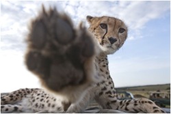 No pictures please (Cheetah)