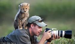 catsbeaversandducks:  The perks of being a wildlife photographer.  Pillaged awesomeness.