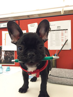 trebled-negrita-princess:  awesome-picz:    Today Is National Take Your Dog To Work Day.  THE FIRST PUPPY’S EARS OMG GIMME