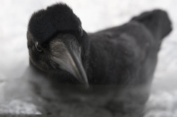 ravensbeak: Playful Ravens by Mika Honkalinna