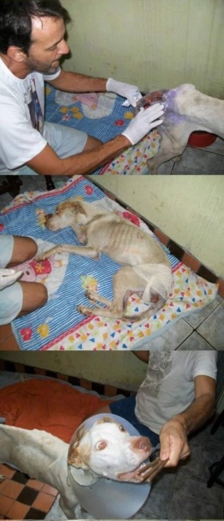 califournicated:  thatgirlcanlift:  wreckedxteen:  canna-bish:  Thank you so fucking much.  im in teaaars  I will never not reblog this because this guy right here is the best example you could ever have for how to care for an animal in need.  I’m crying.