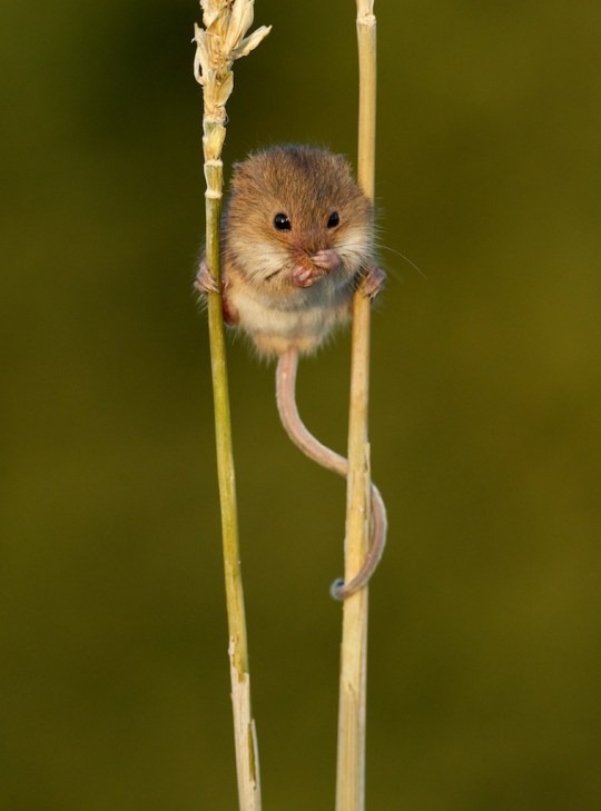 Sex this is a harvest mouse appreciation post pictures