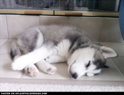 aplacetolovedogs:  Baby Husky Proximo when he was a little puppy sleeping in his favorite spot by the fireplace @chopstx4u For more cute dogs and puppies