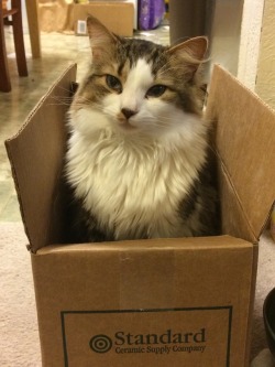 i-justreally-like-cats-okay:  My child enjoys boxes