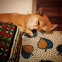shiba-natsu:  おやすみなさい。 #マル子 #柴犬 #shiba by tommyrts http://bit.ly/1CSJgjQ