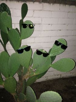 sarahannwrapper:  Cactus cooler