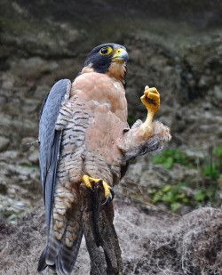 disgustinganimals:iguanamouth:  whoops   bird propgandadon’t fall for it