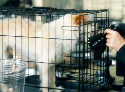perkymcbadsuit:  bodennis:  Hey, buddy. You want to come home with me?  #the ingredients for happiness in dana scully’s life: #(a fox and a hound) 