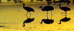 &ldquo;Steppin&rsquo; Out With My Baby&rdquo; Greater sandhill cranes, sunrise, Bosque del Apache, Socorro NMDec 2012they move with the grace of Fred and Ginger