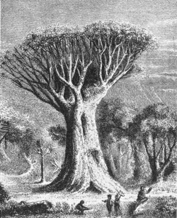 The Dragon Tree (Dracaena), The Natural History Of Plants, 1904