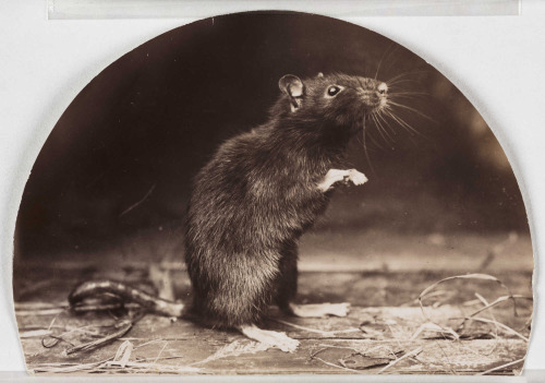 hauntedbystorytelling:‘Mr and Mrs Rattus, Old English Black Rat’. Douglas English.  circa 1902 		    | src National Media Museum on Flickr https://painted-face.com/