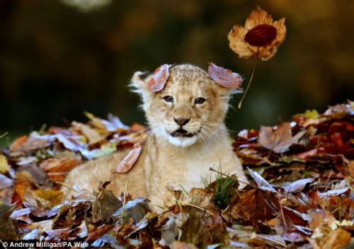 catsbeaversandducks:  Frolicking in the autumn leaves, this little lion cub is having the time of her life as she excitedly plays in her enclosure. Tiny cub Karis proved she’s not too dissimilar to human children as she threw herself into the pile of