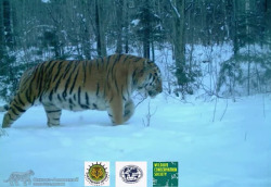 rhamphotheca:Tiger family photo surprises scientists by Jeremy HanceIn a frigid Russian forest, a camera trap snapped 21 family photos over two minutes. This wasn’t a usual family, though, this was a tiger family, more specifically an Amur tiger (Panthera