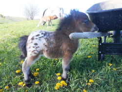 youmake-kittyscared:yes hello I will take 11,000  Ok, legit one of the cutest posts I’ve ever fucking seen! 😍😍 @heyhayfay @dirtycamoprincess look at these adorable little foals, I know they are minis but holy cute 
