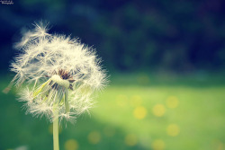 Dandelion… On Flickr. “I Was A Dandelion Puff&Amp;Hellip;Some Saw The Beauty