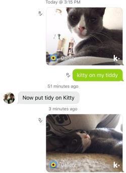 calicomeowth:  calicomeowth:  her expression made it completely worth nearly being bit on the nipple  i got 130 notes for putting my boob on my cat. amazing 