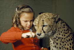unrar:  A cheetah licks ice cream from a spoon held by a young girl, David Boyer.